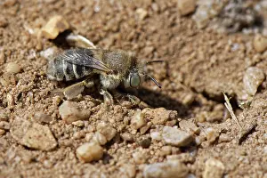 Heathland Prints: Green-eyed flower bee (Anthophora bimaculata) female