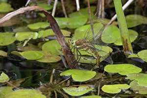 Darner Dragonfly Prints: Green-eyed hawker (Aeshna isoceles) female
