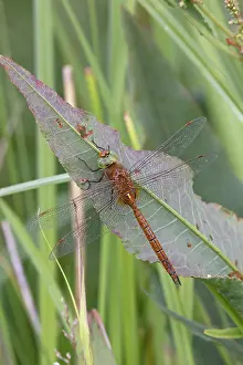 Darner Dragonfly Prints: Green-eyed hawker (Aeshna isoceles) resting on a leaf, Norfolk, England, UK. June