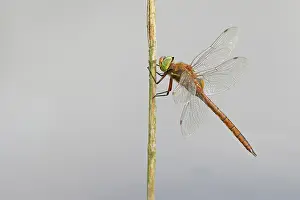 Darner Dragonfly Prints: Green-eyed hawker (Aeshna isoceles) resting on a plant stem, Norfolk, England, UK. June
