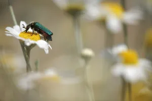 Macedonia Prints: Green flower beetle {Cetoniinae} on Corn chamomile (Anthemis arvensis) Stenje region