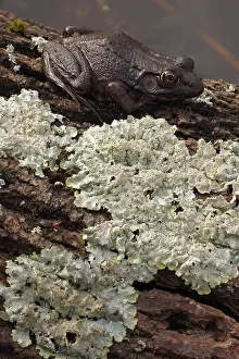 Anura Prints: Green frog (Lithobates clamitans) resting on lichen covered log, Maryland, USA. March