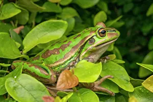 Hylidae Prints: Green and golden bell frog (Litoria aurea) resting in shrub