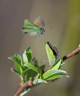 Papilionoidea Prints: Green hairstreak butterflies (Callophrys rubi) pair