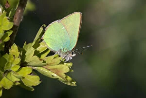 Images Dated 29th April 2015: Green hairstreak butterfly (Callophrys rubi) on hawthorn leaf, Wiltshire, England, UK, April