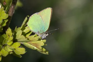 Papilionoidea Prints: Green hairstreak butterfly (Callophrys rubi) on hawthorn leaf