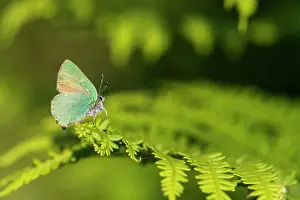 Devon Prints: Green hairstreak butterfly (Callophrys rubi) resting on bracken