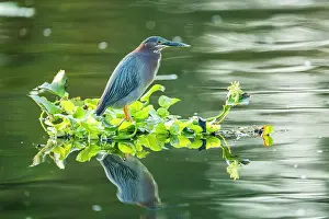 Pontederiaceae Prints: Green heron (Butorides virescens) perched on raft of Water hyacinth (Pontederia crassipes) on a canal