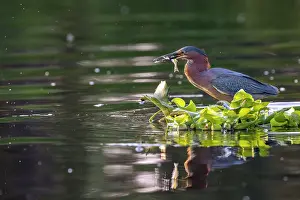Pontederiaceae Prints: Green heron (Butorides virescens) perched on raft of Water hyacinth (Pontederia crassipes) on a canal
