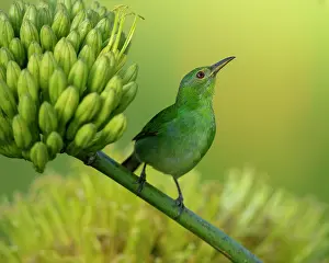Agave Prints: Green honeycreeper (Chlorophanes spiza) female