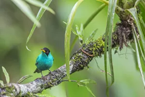 Images Dated 21st August 2013: Green honeycreeper (Chlorophanes spiza) male, La Selva Field Station, Costa Rica