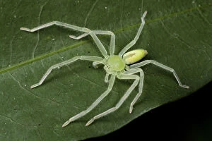 2018 November Highlights Collection: Green huntsman spider (Olios sp), Intervales State Park, Sao Paulo, Atlantic Forest