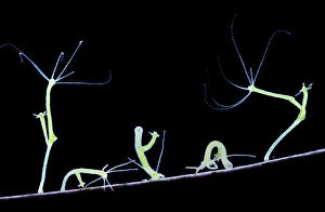 Green Hydra (Hydra viridis) walking. Digital Composite showing five movement stages. UK