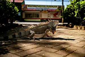 Iguana Prints: Green iguana (Iguana iguana) walking along the sidewalk in a small town near Liberia