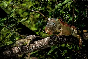 Iguana Prints: Green iguanas (Iguana iguana) pair resting on branch