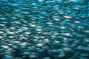 Images Dated 6th October 2010: Green jacks (Caranx caballus) long exposure, La Paz, Mexico. Gulf of California, Sea of Cortez