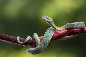 Green jararaca / Two striped forest pit viper (Bothriopsis bilineata) on branch, Tambopata