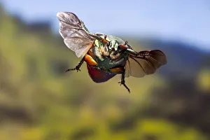 Chafer Beetle Prints: Green june beetle (Cotinis nitida) in flight Williamson County