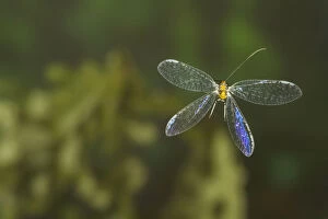 Alabama Gallery: Green lacewing (Abachrysa eureka) in flight, , Tuscaloosa County, Alabama, USA Controlled conditions