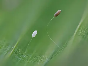 Neuropterida Prints: Two Green lacewing (Chrysoperla carnea) eggs at different development stages on Lily leaf