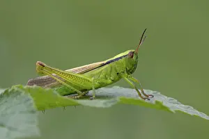 Orthoptera Prints: Green leek grasshopper (Mecostethus parapleurus) resting on a leaf, Switzerland. August