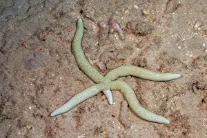 Sea Star Prints: Green linckia seastar (Linckia guildingi) regenerating arm and crawling across seabed
