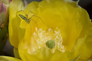 Arachnids Gallery: Green Lynx Spider (Puecetia viridans) on Prickly pear blossom {Opuntia sp} waiting