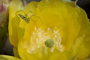 Spiders Prints: Green Lynx Spider (Puecetia viridans) on Prickly pear blossom {Opuntia sp} waiting