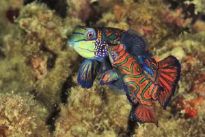 Green mandarinfish (Synchiropus splendidus) pair courting and mating at sunset, Sulu Sea