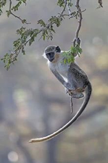 Green monkey (Chlorocebus sabaeus) swinging on branch, Gambia