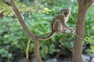 Images Dated 26th August 2020: Green monkey (Chlorocebus sabaeus) juvenile sitting in tree. Janjanbureh, Gambia