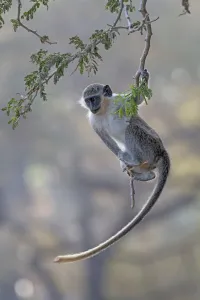 2018 December Highlights Prints: Green monkey (Chlorocebus sabaeus) swinging on branch, Gambia