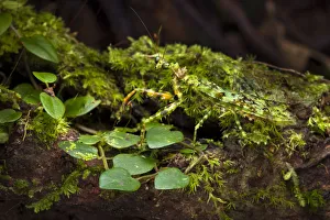 Camouflage Prints: Green praying mantis (Majangella moultoni) camouflaged on mossy tree trunk. Danum Valley