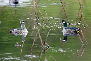 Duck Prints: Green pygmy geese (Nettapus pulchellus) pair