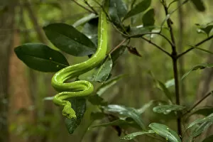 Green Python (Morelia viridis) in the rain forest, Iron Range National Park