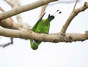 True Parrot Prints: Green racket-tail (Prioniturus luconensis) perched on branch, Luzon, Philippines