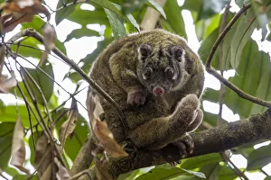 Marsupialia Prints: Green ringtail possum (Pseudochirops archeri) grooming itself on tree branch in rainforest