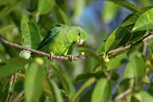 Fruit Prints: Green-rumped parrotlet (Forpus culiverde) perched on branch feeding on figs