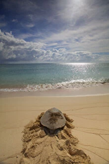 Green Sea Turtle (Chelonia mydas) returning to sea after Egg laying, Raine Island