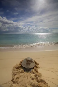 Galleries: World Oceans Day 2021 Collection