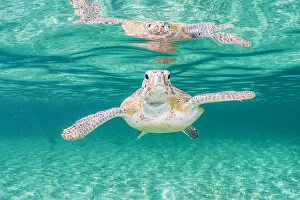 Green sea turtle (Chelonia mydas) near the surface in shallow water, Eleuthera, Bahamas
