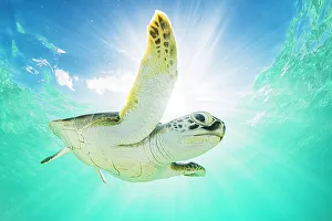 2020 December Highlights Gallery: Green sea turtle (Chelonia mydas) swimming near surface, viewed from below, The Bahamas