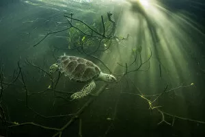 May 2021 Highlights Collection: Green sea turtle (Chelonia mydas) hides among mangrove trees, Bahamas
