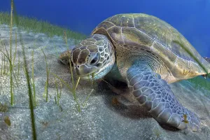 Alismatales Gallery: Green sea turtle (Chelonia mydas) feeding on Seagrass (Cymodocea nodosa) on the seabed, Tenerife