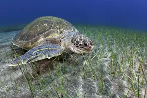 Monocot Gallery: Green sea turtle (Chelonia mydas) feeding on Seagrass (Cymodocea nodosa) on the seabed, Tenerife