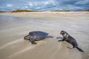 Images Dated 2nd August 2022: Green sea turtle (Chelonia mydas) basking on beach with curious Galapagos sea lion