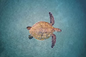 Animal Flippers Gallery: Green sea turtle (Chelonia mydas) swimming over sand seabed, Maui, Hawaii, Pacific Ocean. Endangered