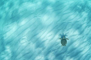 August 2023 Highlights Collection: Green sea turtle (Chelonia mydas) swimming over sand ripples in shallow water, Eleuthera, Bahamas