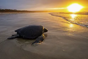 Green sea turtle (Chelonia mydas) basking on beach at sunrise, Galapagos Islands, Quinta Playa, Isabela Island, Galapagos Islands, Ecuador. Pacific Ocean