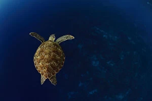 Images Dated 9th October 2015: Green sea turtle (Chelonia mydas) Bonaire, Leeward Antilles, Caribbean region, Netherlands